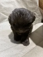 Dark Baby Boy, a male Poodle - Miniature  for sale in Wayne, PA – Photo 1 of 7