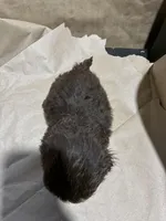 Dark Baby Boy, a male Poodle - Miniature  for sale in Wayne, PA – Photo 2 of 7