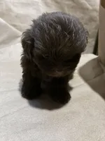 Dark Baby Boy, a male Poodle - Miniature  for sale in Wayne, PA – Photo 4 of 7