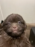 Dark Baby Boy, a male Poodle - Miniature  for sale in Wayne, PA – Photo 3 of 7