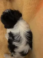 Fur Ball , a male Shihpoo for sale in Wayne, PA – 5 of 6