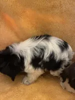 Fur Ball , a male Shihpoo for sale in Wayne, PA – 3 of 6