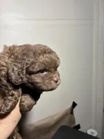 Fatso , a male Poodle - Miniature  for sale in Wayne, PA – Photo 4 of 5