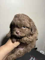 Fatso , a male Poodle - Miniature  for sale in Wayne, PA – Photo 2 of 5