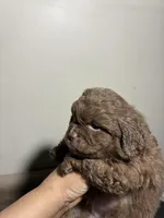 Fatso , a male Poodle - Miniature  for sale in Wayne, PA – Photo 3 of 5