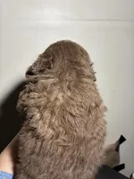 Fatso , a male Poodle - Miniature  for sale in Wayne, PA – Photo 5 of 5