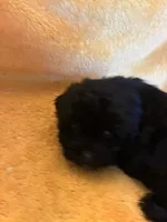 Dark Night , a male Shihpoo for sale in Wayne, PA – 1 of 10