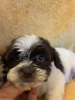 Smarty Pants , a male Shihpoo and Poodle - Miniature  for sale in Wayne, PA – 7 of 9
