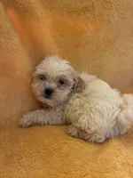Teddy Bear , a male Shih Tzu for sale in Wayne, PA – 6 of 10