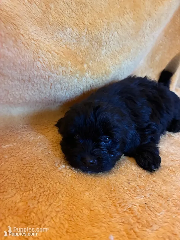 Dark Night  – Shihpoo puppy for sale in Wayne, PA