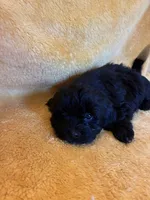 Dark Night , a male Shihpoo for sale in Wayne, PA – 3 of 10