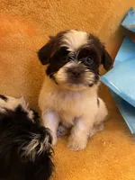 Smarty Pants , a male Shihpoo and Poodle - Miniature  for sale in Wayne, PA – 5 of 9