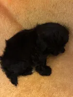 Choco Choco , a male Shihpoo for sale in Wayne, PA – 8 of 9