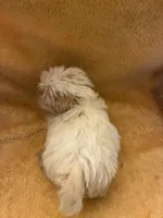 Teddy Bear , a male Shih Tzu for sale in Wayne, PA – 5 of 10