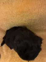 Choco Choco , a male Shihpoo for sale in Wayne, PA – 5 of 9
