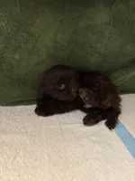 Wee wee , a male Shih Tzu for sale in Wayne, PA – Photo 5 of 7