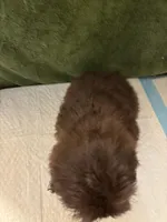 Wee wee , a male Shih Tzu for sale in Wayne, PA – Photo 3 of 7