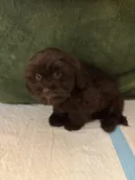 Wee wee , a male Shih Tzu for sale in Wayne, PA – Photo 4 of 7