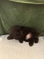 Wee wee , a male Shih Tzu for sale in Wayne, PA – Photo 2 of 7