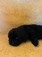 Dark Night , a male Shihpoo for sale in Wayne, PA – 5 of 10