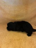 Dark Night , a male Shihpoo for sale in Wayne, PA – 9 of 10