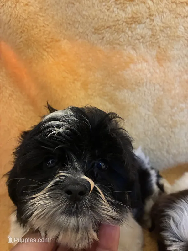 Fur Ball , a male Shihpoo for sale in Wayne, PA – 1 of 6
