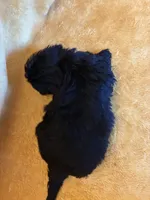 Dark Night , a male Shihpoo for sale in Wayne, PA – 8 of 10