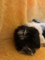 Fur Ball , a male Shihpoo for sale in Wayne, PA – 6 of 6