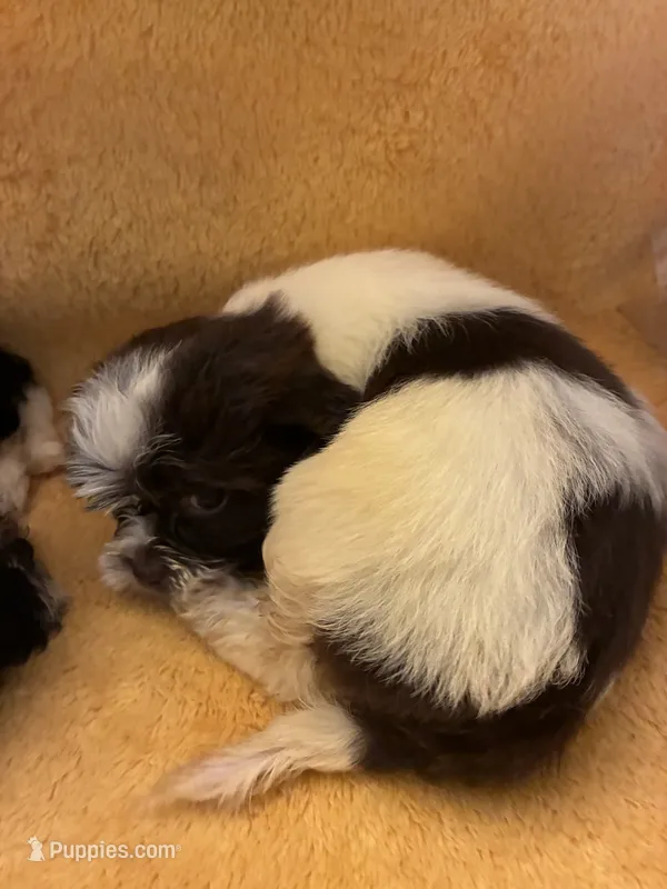 Smarty Pants  – Shihpoo, Poodle - Miniature  puppy for sale in Wayne, PA