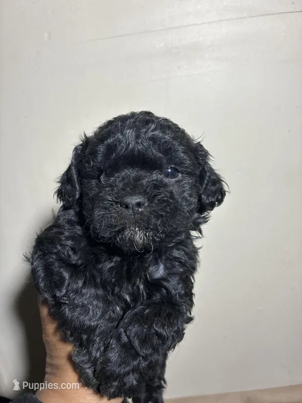 Chocolate Thunder – Poodle - Miniature  puppy for sale in Wayne, PA