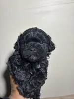 Chocolate Thunder, a male Poodle - Miniature  for sale in Wayne, PA – Photo 1 of 4