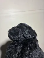 Chocolate Thunder, a male Poodle - Miniature  for sale in Wayne, PA – Photo 3 of 4