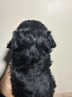 Chocolate Thunder, a male Poodle - Miniature  for sale in Wayne, PA – Photo 2 of 4