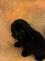 Choco Choco , a male Shihpoo for sale in Wayne, PA – 2 of 9