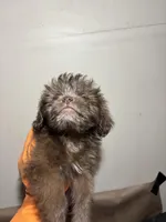 Baby Girl , a female Miniature Schnauzer and Schnoodle for sale in Wayne, PA – Photo 5 of 6