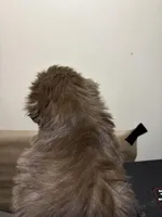 Baby Girl , a female Miniature Schnauzer for sale in Wayne, PA – Photo 2 of 3