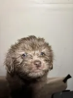 Baby Girl , a female Miniature Schnauzer for sale in Wayne, PA – Photo 3 of 3