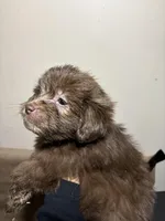 Baby Girl , a female Miniature Schnauzer for sale in Wayne, PA – Photo 1 of 3