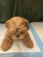 Pretty Boy , a male Shih Tzu for sale in Wayne, PA – Photo 9 of 10