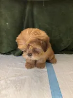 Pretty Boy , a male Shih Tzu for sale in Wayne, PA – Photo 4 of 10