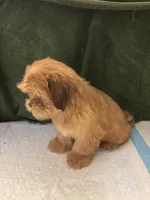 Pretty Boy , a male Shih Tzu for sale in Wayne, PA – Photo 10 of 10