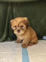 Pretty Boy , a male Shih Tzu for sale in Wayne, PA – Photo 2 of 10