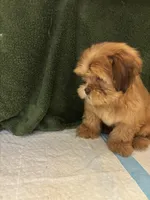 Pretty Boy , a male Shih Tzu for sale in Wayne, PA – Photo 7 of 10