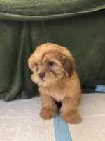 Pretty Boy , a male Shih Tzu for sale in Wayne, PA – Photo 5 of 10