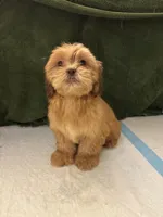 Pretty Boy , a male Shih Tzu for sale in Wayne, PA – Photo 1 of 10