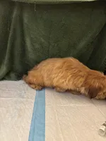 Pretty Boy , a male Shih Tzu for sale in Wayne, PA – Photo 8 of 10