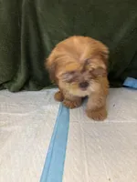 Pretty Boy , a male Shih Tzu for sale in Wayne, PA – Photo 3 of 10