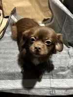 Browny, a male Chihuahua for sale in Wayne, PA – Photo 3 of 5