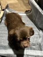 Browny, a male Chihuahua for sale in Wayne, PA – Photo 4 of 5