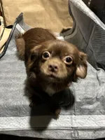 Browny, a male Chihuahua for sale in Wayne, PA – Photo 2 of 5